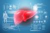 Liver